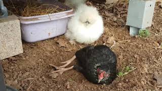 cohabitation entre poules Araucana Soie et Bantam de Pékin [upl. by Fillender]