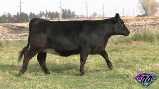 2024 Jewels of the Northland Lot 44 [upl. by Dail]