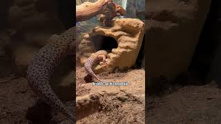 How to setup a leopard gecko enclosure 101 [upl. by Alaehcim784]