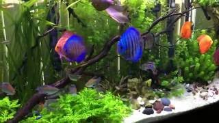 135 gallon discus and planted fish aquarium [upl. by Doggett]