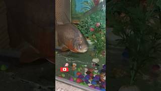 Piranha Fish piranha fish moviepiranha fish tankpiranha attackpiranha feedingred belly piranha [upl. by Cavuoto]