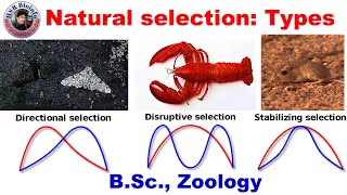 Natural Selection  directional  Disruptive  Stabilizing  Evolution  HSR Bioinfo [upl. by Euqinemod]