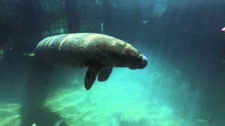 Encuentro con Manatí  Manatee Encounter  XelHá Park Acuario Natural Todo Incluido en Tulum [upl. by Minoru]