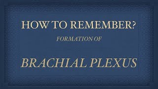 BRACHIAL PLEXUS FORMATION [upl. by Ahkeber588]