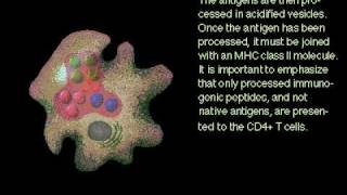 Antigen and Macrophages Rate My Science [upl. by Notliw]