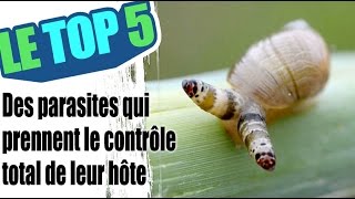 Le top 5 des parasites qui prennent le contrôle de l’esprit de leur hôte [upl. by Iahk]