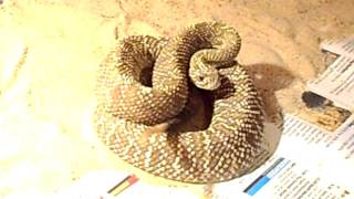 Uracoan Rattlesnake C d vegrandis [upl. by Naerb]