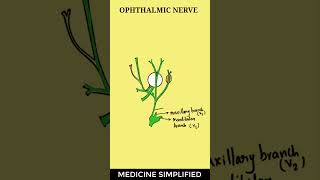 Ophthalmic Nerve Anatomy  Ophthalmic Nerve Branches  Ophthalmic Nerve and its Branches anatomy [upl. by Arsi]