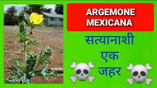 Argemone Mexicana Poisoning  सत्यानाशी [upl. by Scholem]