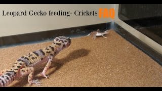 Leopard gecko cricket feeding FAQ [upl. by Siahc14]