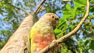 Has anyone seen my bird It snuck up into the tree  green cheek conure nature sound [upl. by Jereld]