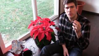 How to Grow Poinsettia Year Round  Complete Growing Guide [upl. by Aerdma89]