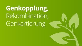 Genkopplung Rekombination Genkartierung  das DrosophilaChromosom  Biologie  Genetik [upl. by Young]