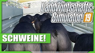 Schweine Haltung  Landwirtschafts Simulator 19 135  miri33 Balui Items4sacred [upl. by Ennaillij]