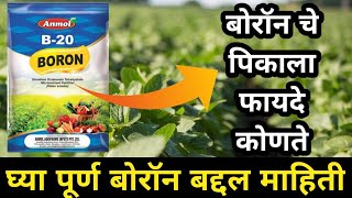 बोरॉन चे पिकाला फायदे  uses Boron To the Plant  boron che fayde kay hotat [upl. by Sallyanne]