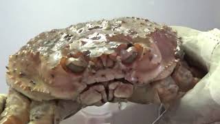 Comment arranger un crabe vivant  How To Clean And Prepare A Crab [upl. by Yrhcaz]