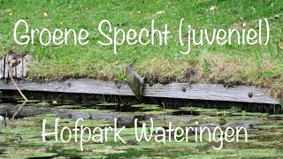 Groene Specht juveniel  Hofpark Wateringen  22072024 [upl. by Euqinitram976]