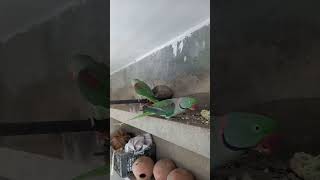 Raw parrot enjoying their food lifewithpetslwp [upl. by Atsira]