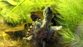 Baby Razorback Musk Turtle Feeding [upl. by Seroka]