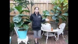 How and When to Fertilise your Fiddle Leaf Fig Tree [upl. by Rosalind]