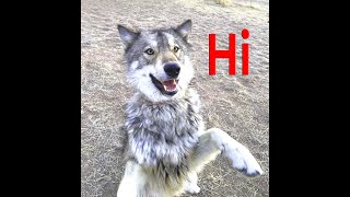 Wolfdogs get hiccups too [upl. by Nahpets]