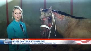 Update Horse injured in Cottonwood Fire expected to live long healthy life [upl. by Ymmak]