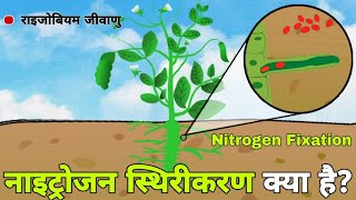 नाइट्रोजन स्थिरीकरण कैसे होता है  Role of Rhizobium Bacteria in Nitrogen Fixation Process in Hindi [upl. by Son381]