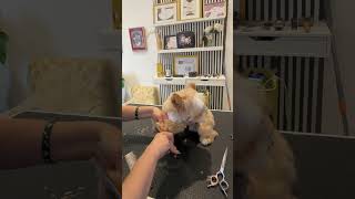 Cómo cortar el pelo de las patas de un perro movido con la tijera de peluquería canina grooming [upl. by Kass590]