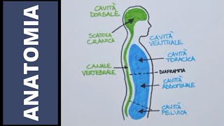 Tessuti organi apparati e sistemi [upl. by Ayaladnot]