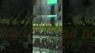 hammarby bajen football soccer pyro ultras tifo [upl. by Serge]