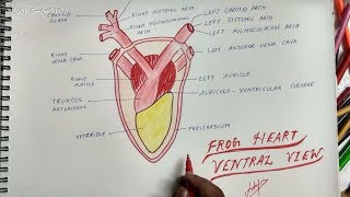 how to draw frog heartventral view [upl. by Calbert277]