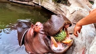 Hippo eating watermelon  Hippopotamus eating show 🍉 🦛 [upl. by Leuqram]