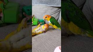 Playtime with the Caiques [upl. by Rizas512]