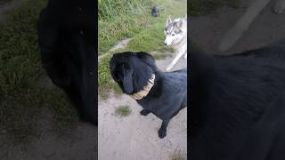 Husky dog husky labrador foryou summer fyp love borador ludwig doglove dogsofyoutube [upl. by Donia]