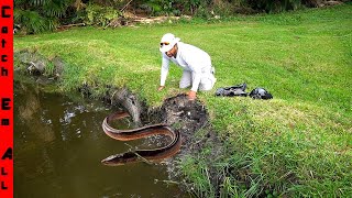 GROUP of INVASIVE FISH WALKED on DRY LAND to DESTROY MY POND [upl. by Tamas]