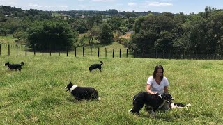 O cachorro mais inteligente do mundo  Border Collie [upl. by Shaya]