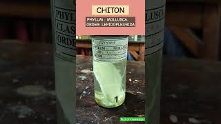 chiton chiton phylum mollusca zoology science sciencelab botany formalin preserved ocean [upl. by Wie]