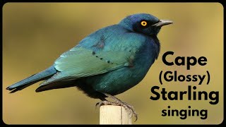 CAPE Glossy STARLING singing its cheerful warbling song [upl. by Mathilda]