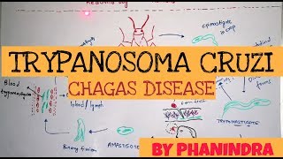 CHAGAS DISEASE  TRYPANOSOMA CRUZI  STRUCTURE  LIFE CYCLE  SYMPTOMS  BY PHANINDRA GUPTHA [upl. by Sand]