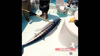 Trophy Wahoo New PB Incredible Fishing Charter Gulf Coast Florida insane fun subscribe like [upl. by Melania884]