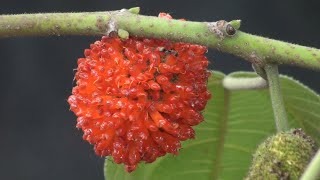 Broussonetia papyrifera Paper mulberry [upl. by Hars]