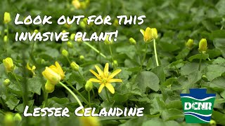 Invasive Species Spotlight  Lesser Celandine [upl. by Bigford848]