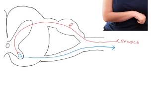 Pathophysiology of spasticity following UMN lesions [upl. by Onailerua]