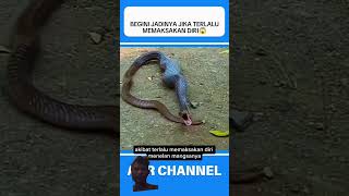 Ular 🐍 king cobra fypシ゚viral animals [upl. by Japeth812]