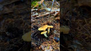 Chanterelle season is in full swing  mushroom foraging fungi nature [upl. by Loy504]