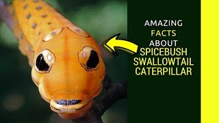 10 Amazing Caterpillars to MothsButterflies Transformations [upl. by Ennaoj]