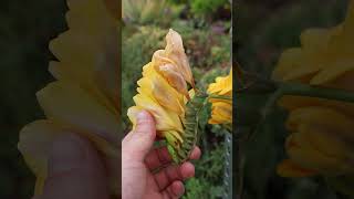 ¡Las Freesias ya están en flor [upl. by Handler]