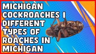 Michigan Cockroaches  Different Types of Roaches in Michigan [upl. by Hollington]