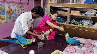 When We Hand Feed The Baby Macaws And African Grey Parrot Parrots [upl. by Auhsej]