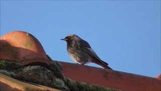 Black Redstart [upl. by Hoeg169]